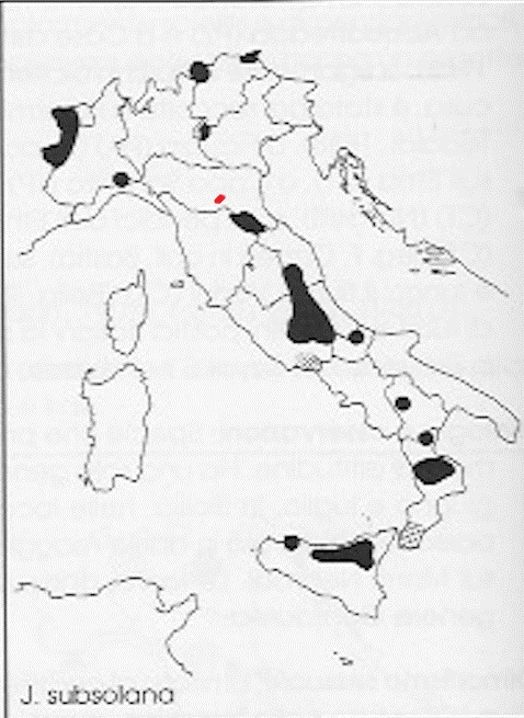 Jordanita globulariae ?